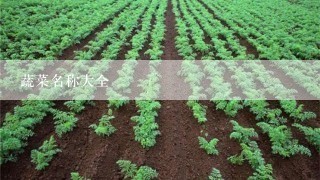 蔬菜名称大全