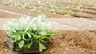 大棚种植丝瓜技术要求