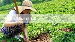 杜鹃花种植管理技术？