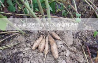 盆栽藿香种植方法,藿香怎样种植