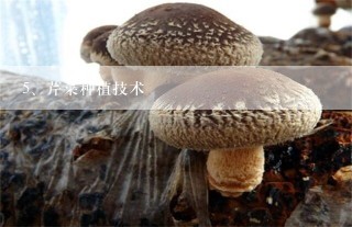 芹菜种植技术