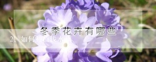 如何种植浅水藕