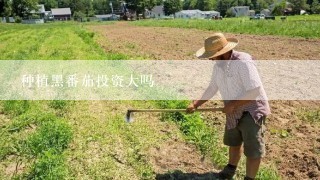 种植黑番茄投资大吗