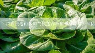 广西贵港山区的气候适合种植神秘果吗？神秘果的种植技术？书籍或是光盘都可。