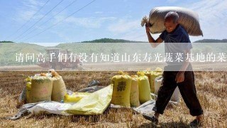 请问高手们有没有知道山东寿光蔬菜基地的菜价的啊？本人确实在网上查不到，请有懂的的帮帮忙啊。