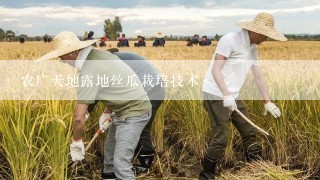 农广天地露地丝瓜栽培技术