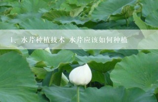 水芹种植技术 水芹应该如何种植