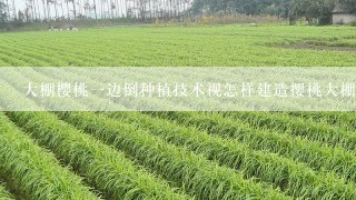 大棚樱桃一边倒种植技术视怎样建造撄桃大棚?