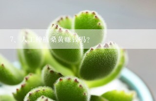 人工种植桑黄赚钱吗？