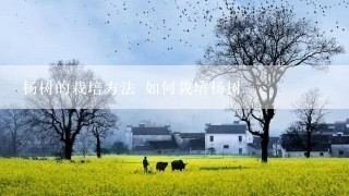 杨树的栽培方法 如何栽培杨树