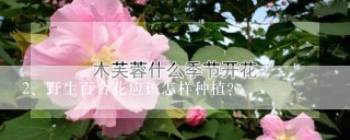 野生百合花应该怎样种植？