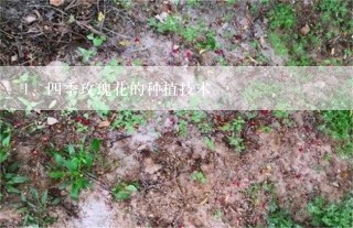 四季玫瑰花的种植技术