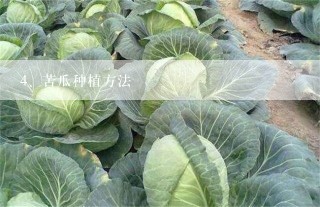 苦瓜种植方法