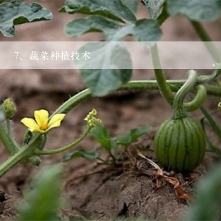 蔬菜种植技术