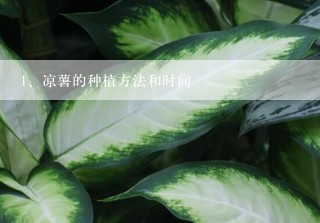 凉薯的种植方法和时间