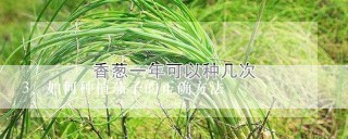 如何种植茄子的正确方法