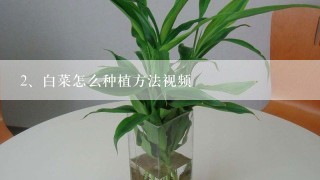 白菜怎么种植方法视频