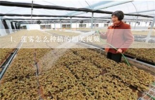 莲雾怎么种植的相关视频