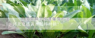 河北夏播黄豆怎样种植？