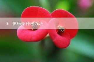 伊乐藻种植方法