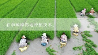 春季辣椒露地种植技术。