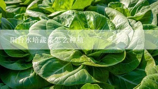 阳台水培蔬菜怎么种植