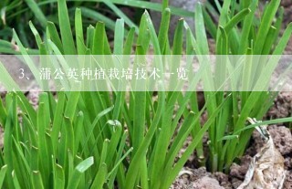 蒲公英种植栽培技术一览