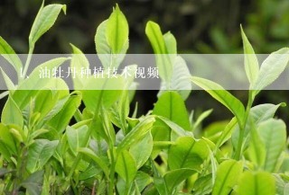 油牡丹种植技术视频