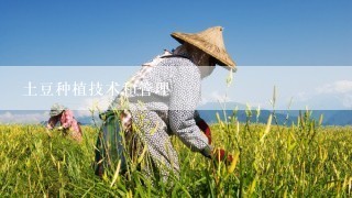 土豆种植技术和管理