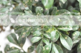 露天芹菜种植时间和方法