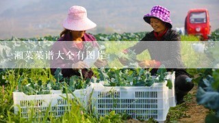 湘菜菜谱大全有图片