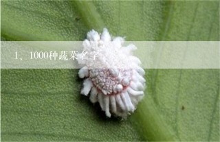 1000种蔬菜名字