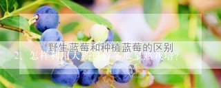 怎样利用大棚进行冬瓜早熟栽培？