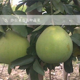 沙拉菜有几种蔬菜