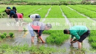 家里长了一种藤蔓豆类植物，详情见图片（缠在银杏树上），不知道叫什么名字，是否可以食用，怎么食用？