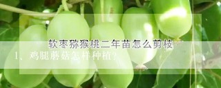 鸡腿蘑菇怎样种植？