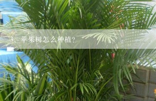 苹果树怎么种植？