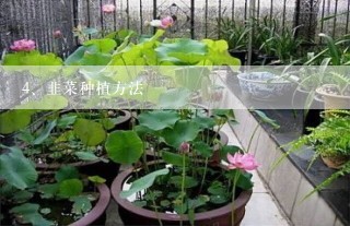 韭菜种植方法