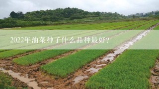 2022年油菜种子什么品种最好？