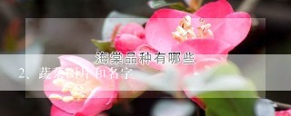 蔬菜图片和名字