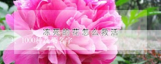 1000种蔬菜名字