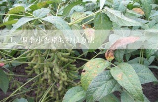 四季小香芹的种植方法