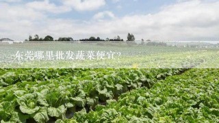 东莞哪里批发蔬菜便宜？