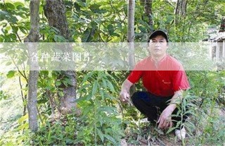 各种蔬菜图片