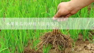 水果黄瓜的种植方法及技巧