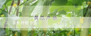 茶花种植方法