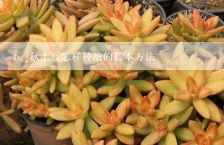 秋土豆怎样种植的基本方法