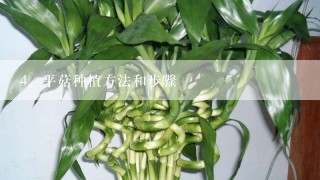 平菇种植方法和步骤