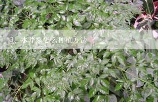 水芹菜怎么种植方法