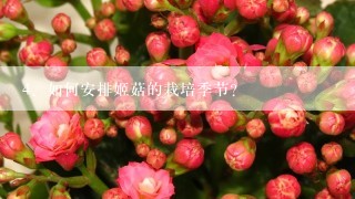 如何安排姬菇的栽培季节？